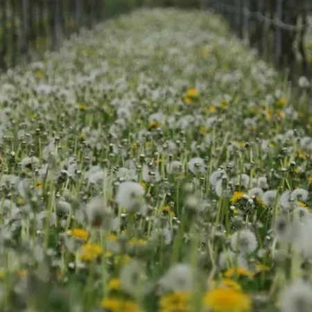Lägenhet Kurpark-residenz *