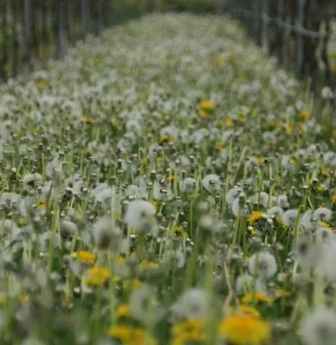 Lägenhet Kurpark-residenz *